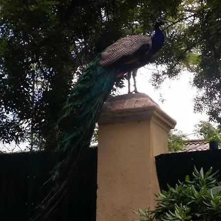 Marine Freestyler Glorious Terrace